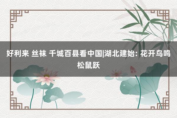 好利来 丝袜 千城百县看中国|湖北建始: 花开鸟鸣松鼠跃
